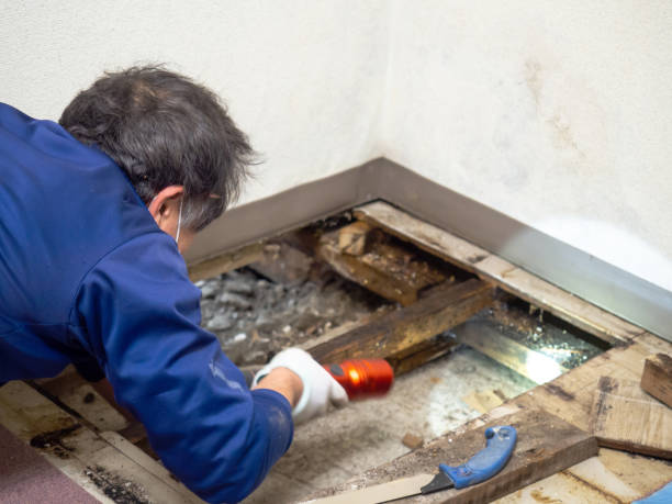 Best Local Mold Removal Service  in Strasburg, CO
