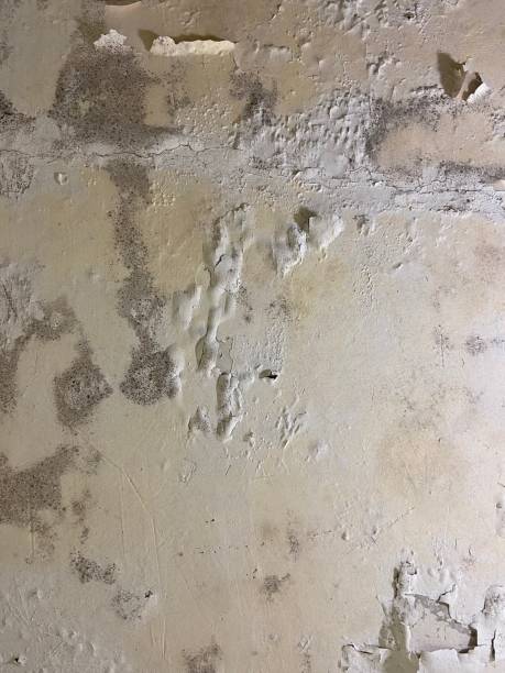 Best Office Mold Removal Services  in Strasburg, CO