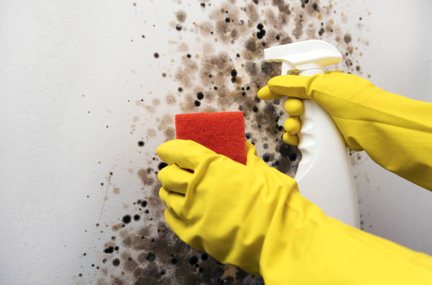 Office Mold Removal Services in Strasburg, CO