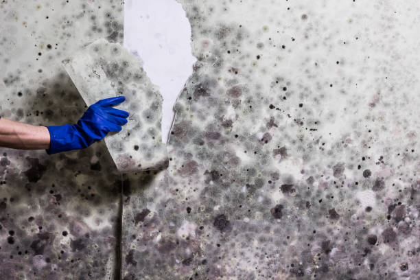 Home Mold Removal in Strasburg, CO